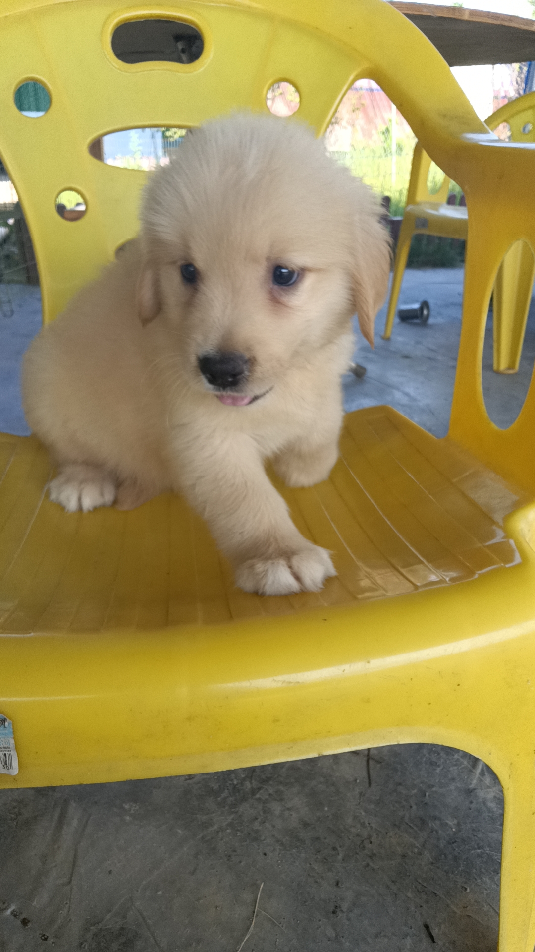 双血统英系金毛幼犬